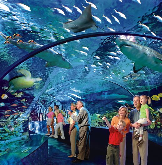 Ripley's Aquarium Shark Lagoon