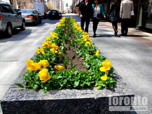 Bloor Street planter box on sidewalk east of Church Street