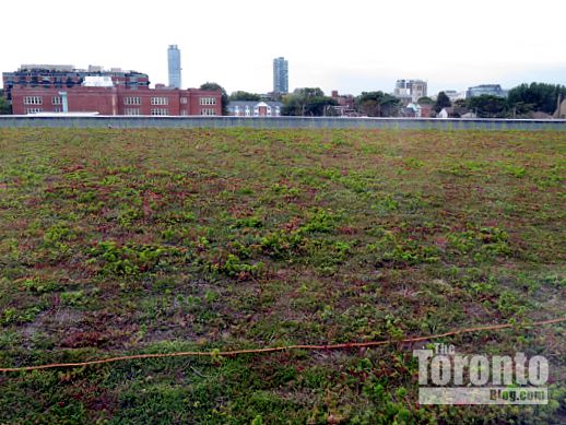 Regent Park Arts & Cultural Centre green roof 